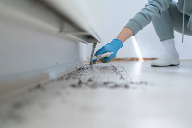 Best Spider Control Near Me  in Linden, TX